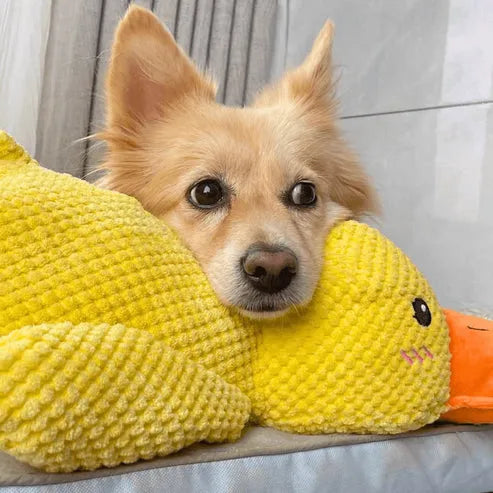 Canard Increvable™ – Pour un chien plus serein, heureux et occupé pendant des heures